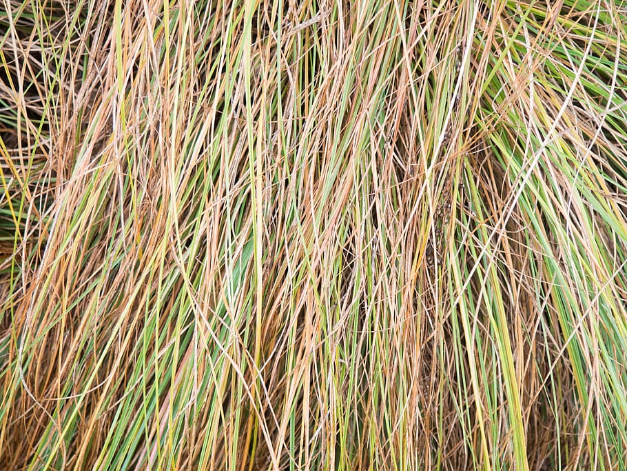 葉のテクスチャ 葉 テクスチャ 繰り返し マクロ 自然 植物 草 背景 屋外 Pxfuel