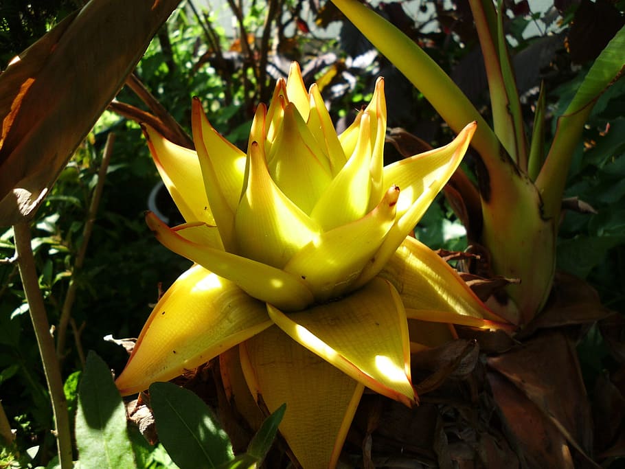 dourado, banana de lótus, Musella Lasiocarpa, Lotus dourado, banana, banana de lótus dourada, planta, arbusto de banana, planta de banana, tropical