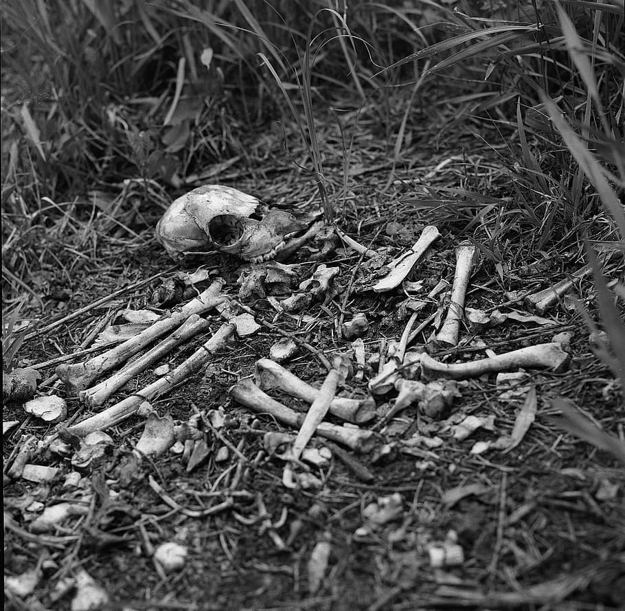 bones, surrounded, grass grayscale photograph, skull and bones, grass, field, grayscale, skull, pile of bones, scary