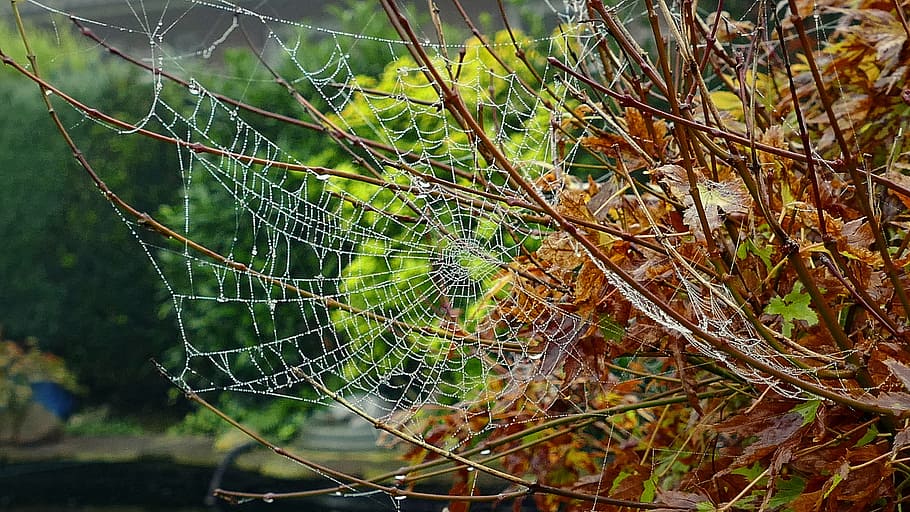 cobweb, autumn, network, dew, morgentau, spider web, nature, focus on foreground, plant, close-up