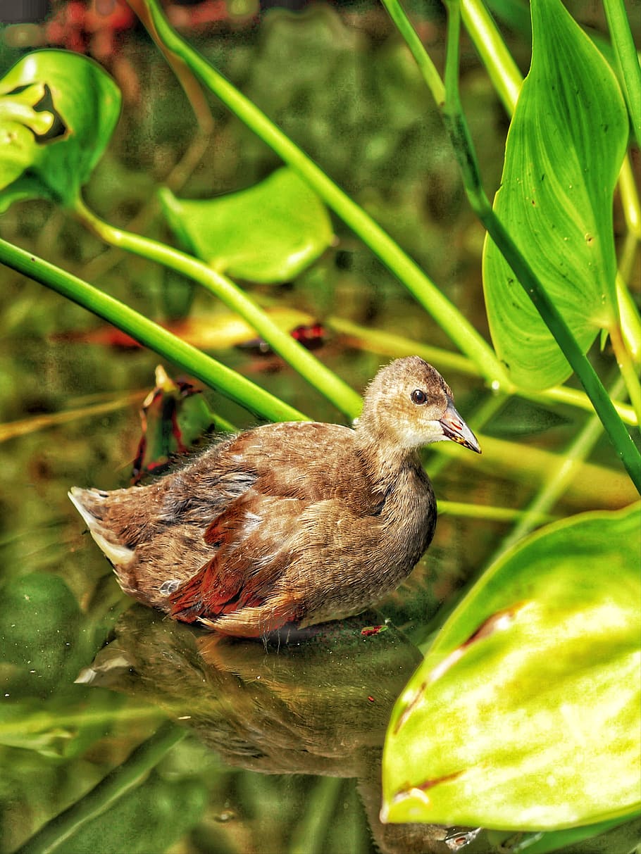 pato, lagoa, natureza, bangladesh, temas animais, animal, animais selvagens, vertebrado, pássaro, um animal