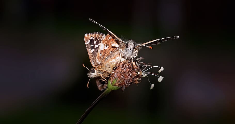 butterfly, insect, animal, mating, reproduction, association, nature, close, animal themes, close-up