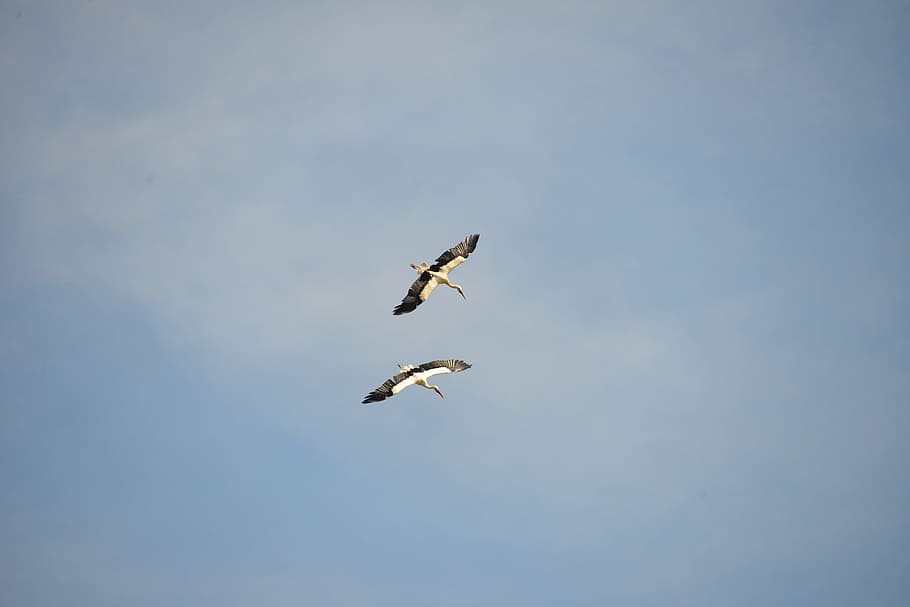 storks, birds, animals, rattle stork, nature, fly, white storks, sky, blue, summer