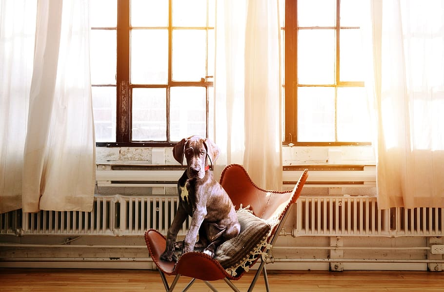 adult, tan, great, dane, sits, brown, leather chair, window, daytime, dog