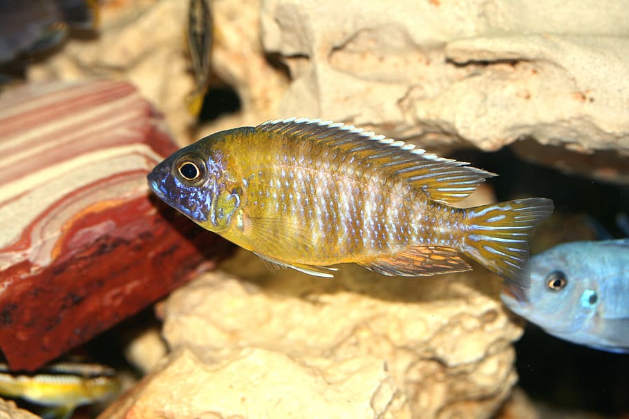 Aulonocara Baenschi, Cichlid, Malawi, cichlidae, cichlids, tanganyika, victorian, fish, lake, color