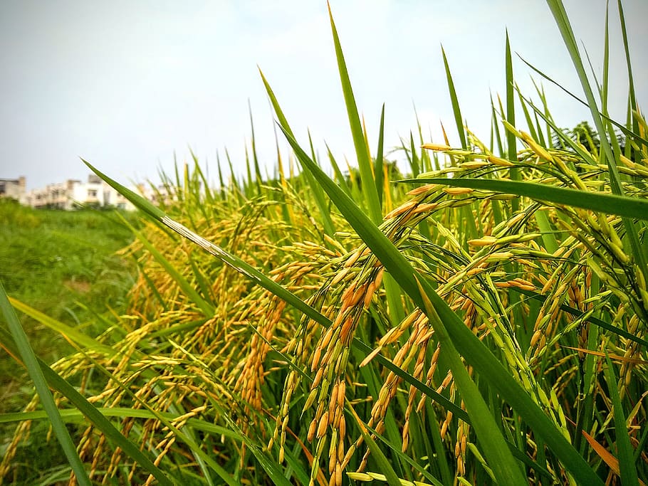 padi, tanaman, Nasi, pertanian, alam, tanah pertanian, bidang, pemandangan, panen, penanaman