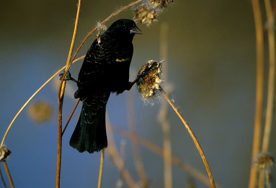 red winged blackbird, bird, wildlife, perched, feathers, songbird, blackbird, animals in the wild, animal wildlife, animal