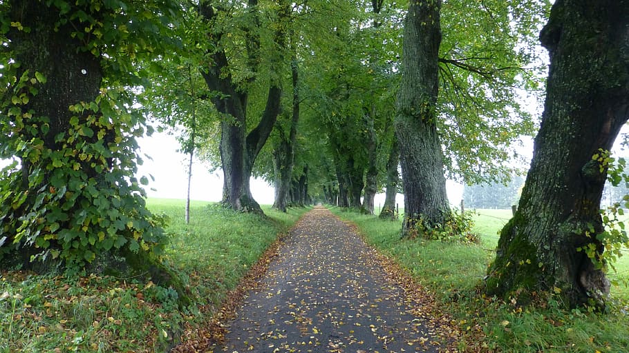 gray, pathway, trees, Allgäu, Marktoberdorf, lindenallee, autumn, leaves, fog, tree