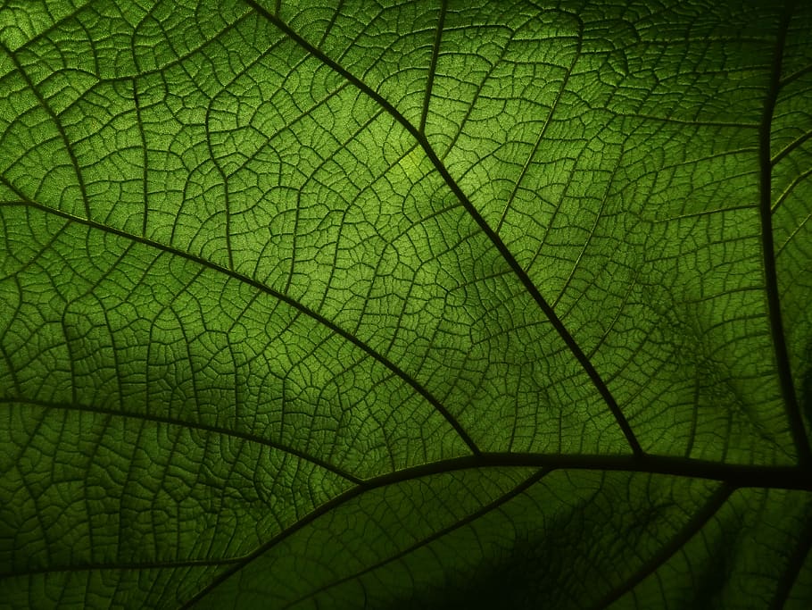 green, veins, leaf, plant, pattern, greenery, ecology, vein, summer, environment