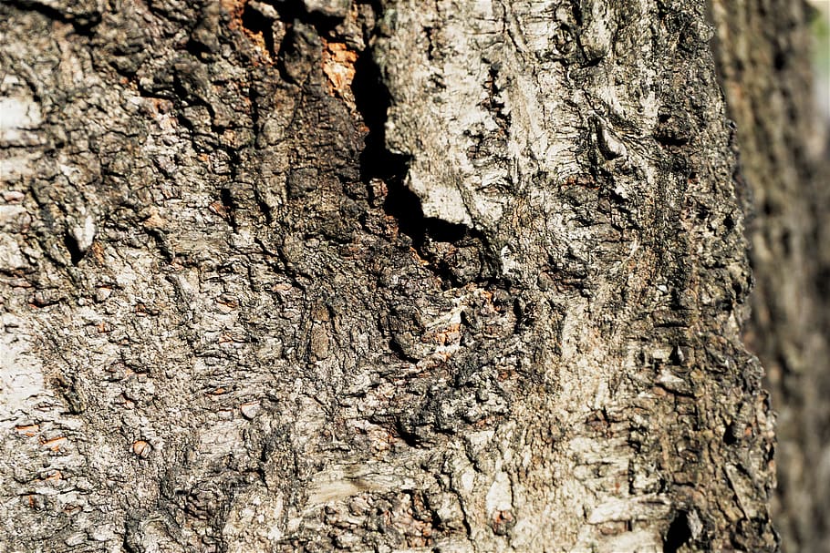 patrones, textura de árbol, superficie rugosa, textura de color oscuro y marrón, tronco de árbol, tronco, texturizado, árbol, áspero, primer plano