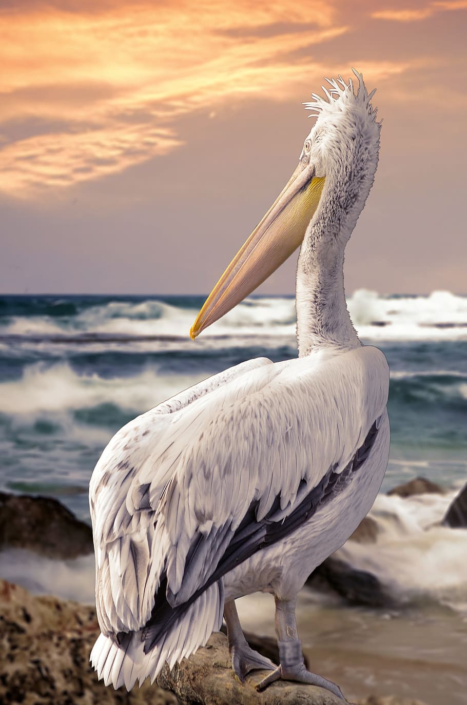 white, bird, standing, rock, feather, nature, animal world, waters, dalmatian pelican, sunset