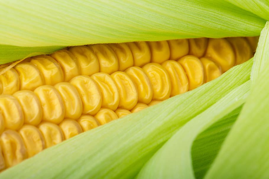close, corn, close-up, cob, crop, detail, food, fresh, grain, green