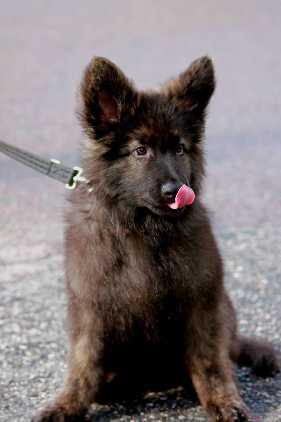 german shepherd dog, gsd, adorable, cute, lovely, german shepherd, furry, dog, young, dog competition