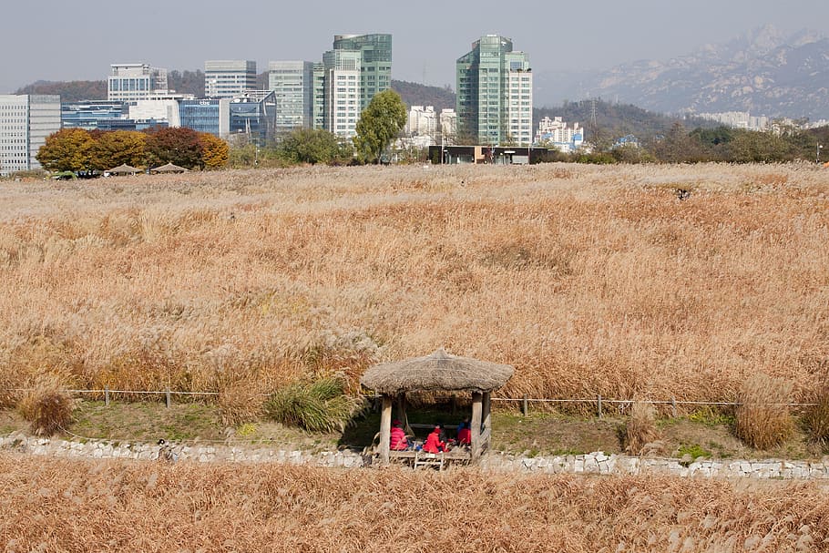 sky park, seoul, han river, i'm not even, sangam, park, silver grass, reed, city, built structure