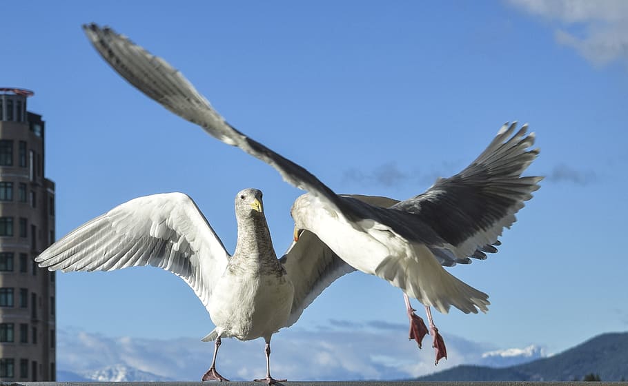 seagulls, confrontation, gulls, birds, fighting, sky with seagulls, animal themes, animal, bird, animal wildlife