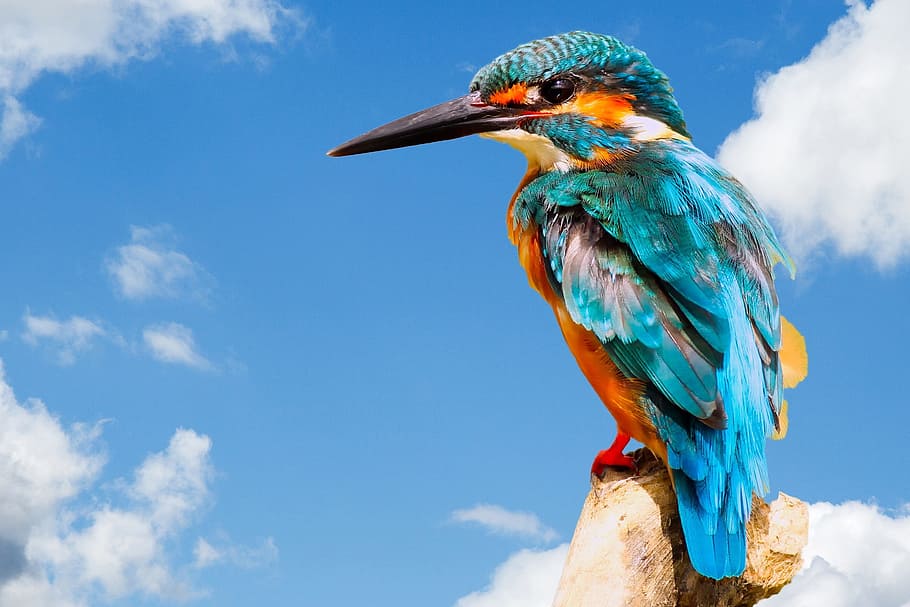 river kingfisher, perched, brown, wood post, daytime, kingfisher, bird, wildlife, nature, animal