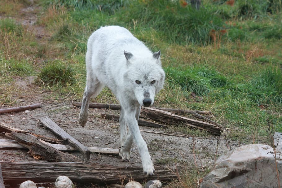 wolf, wolves, yellowstone national park, wildlife, carnivore, dog, fur, eyes, danger, wolf eyes