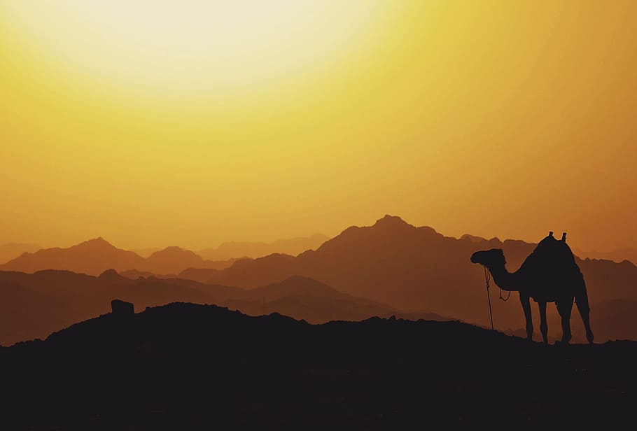 silueta, camello, puesta de sol, montaña, nube, cumbre, cresta, paisaje, naturaleza, valle