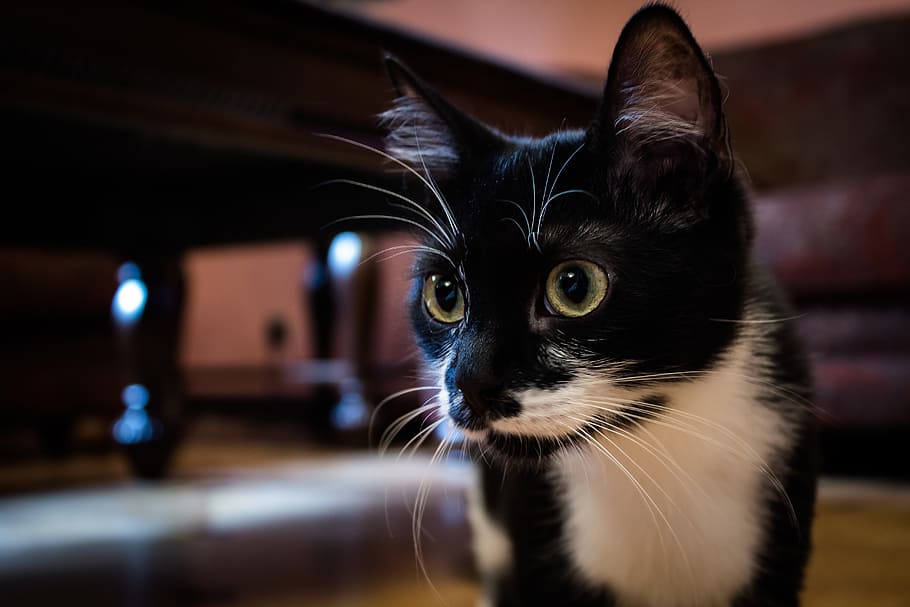 selective, focus photography, tuxedo cat, cat, kisa, cats, young cat, pets, pet, darling