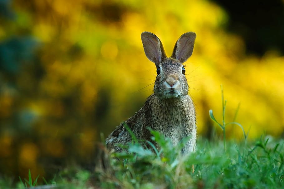 brown, black, rabbit, hare, animal, wildlife, cute, macro, closeup, nature