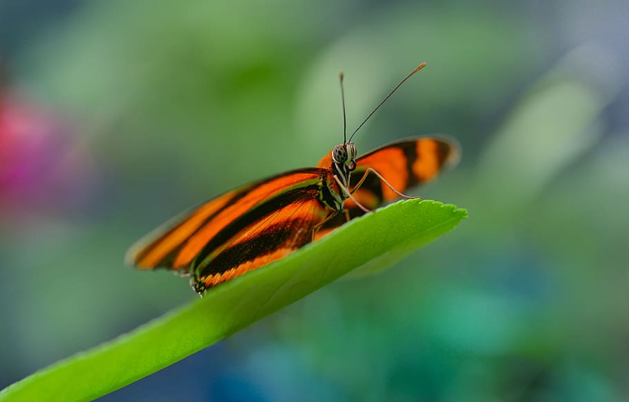 butterfly, orange, leaf, bokeh, sitting, waiting, nature, bright, natural, colorful
