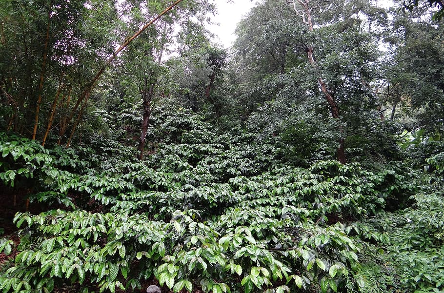 plantação de café, coffea robusta, chuva encharcada, madikeri, coorg, índia, árvore, plantar, crescimento, beleza natural