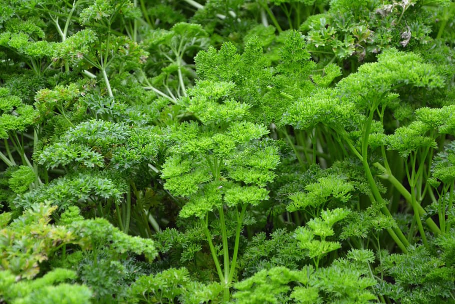 parsley, branches of persil, condiment, aromatic, taste, aromatic plant, food, power, perfume, garden plant
