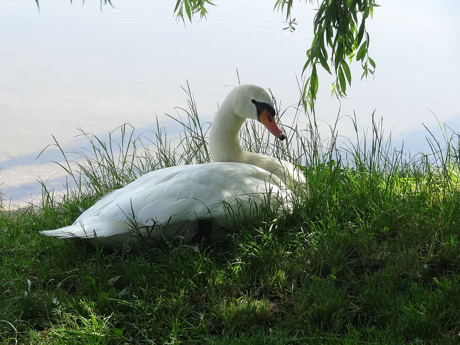 swan, meadow, bank, water bird, white, schwimmvogel, nature, grass, vertebrate, bird