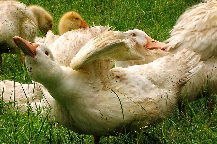 goose, animal, white, farm, gander, geese, good morning, goose meadow, morning, fry