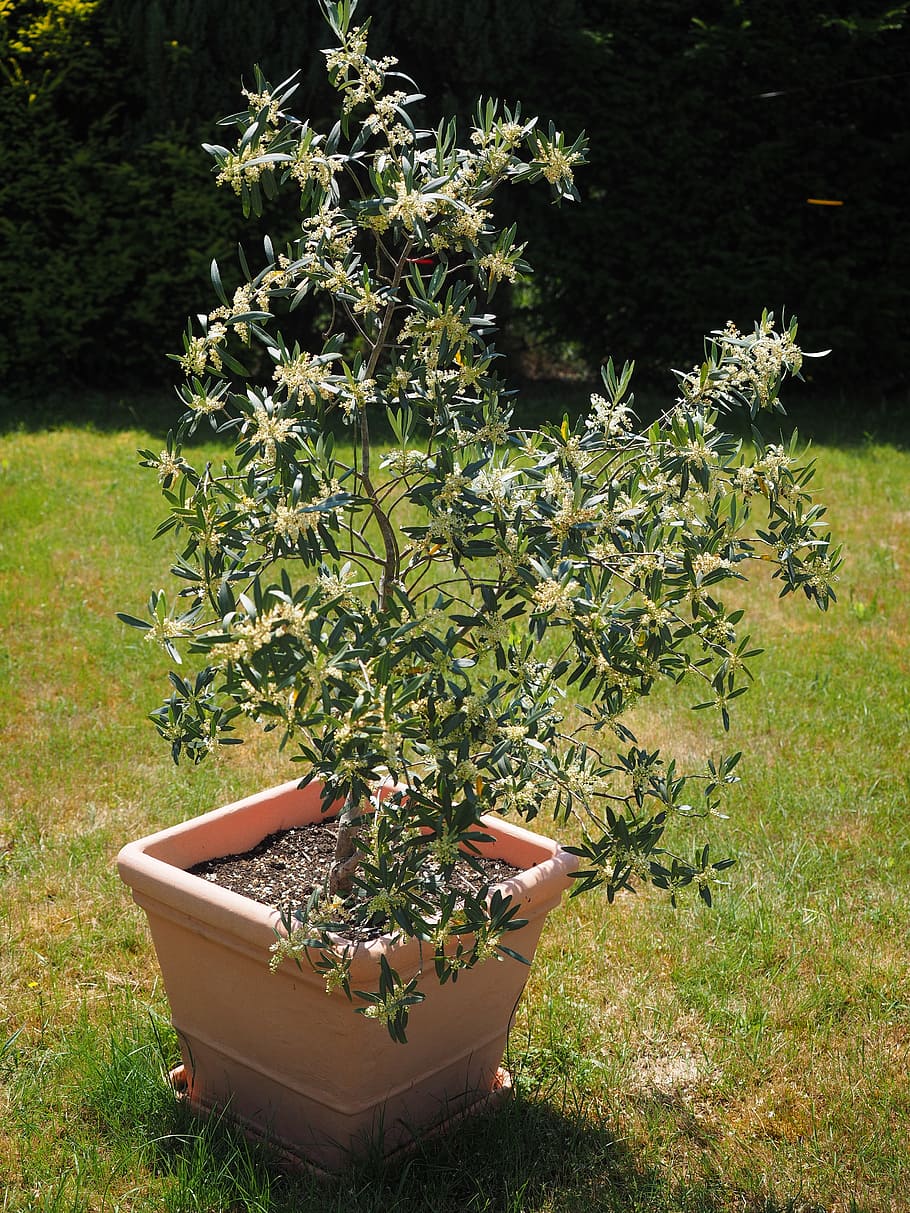 olive tree, flowers, white, oblong, olive blossoms, olea europaea, real tree, olea, olivier, olive crop