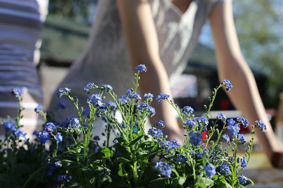 blue, flower arrangement, closeup, photography, daytime, spring garden, yard work, flowers, the sun, summer