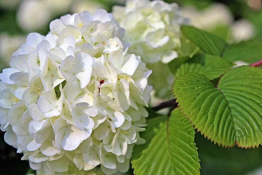 natural, flores, planta, hoja, jardín, hortensia, es, kamakura, blanco, Flor