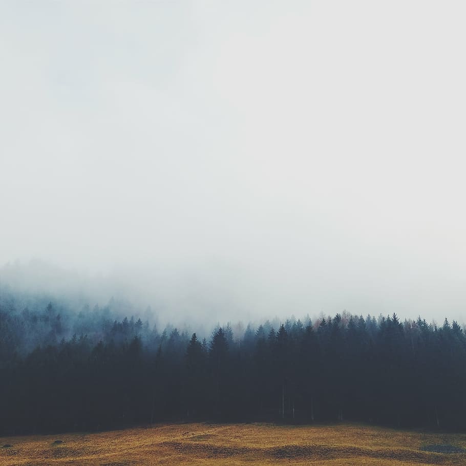 aerial, photography, forest, daytime, fogged, trees, fog, grey, sky, field