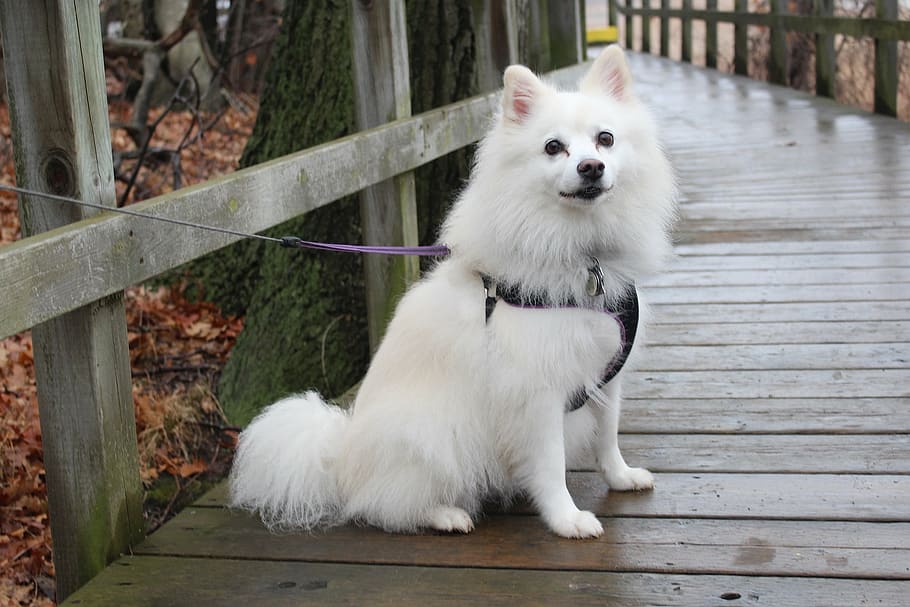 adult, white, american eskimo dog, harness, leash tie, dock railings, dog, american eskimo, animals, park