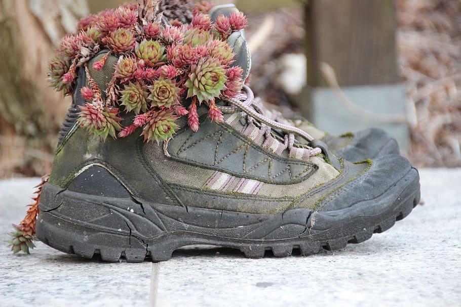 Hiking, Shoes, Planted, hiking shoes, gartendeko, stone wurz, house plant, sempervivum, mountain boots, wedding
