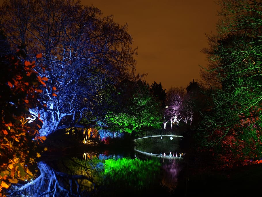 England, Great Britain, Syon Park, enchanted, woodland, trees, night, evening, lights, lighting
