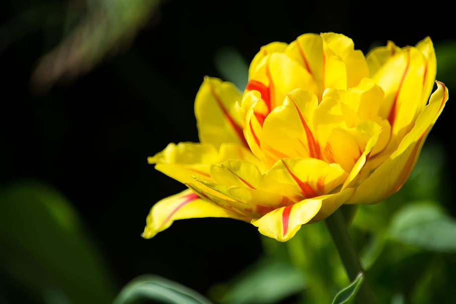 selective, focus photography, yellow, red, tulip flower, tulip, yellow red, yellow tumor, blossom, bloom