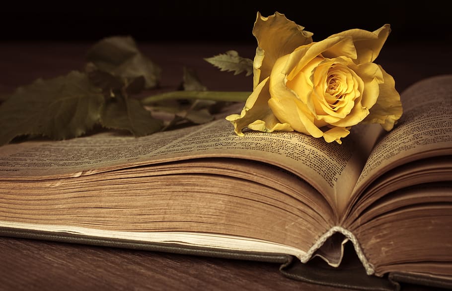 rose, yellow, blossom, bloom, rose bloom, book, antique, nostalgia, melancholy, romance