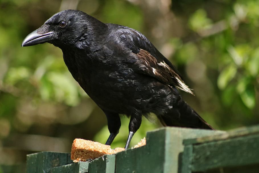Abstracción dinastía bandera Fotos pájaro negro de pico largo libres de regalías | Pxfuel