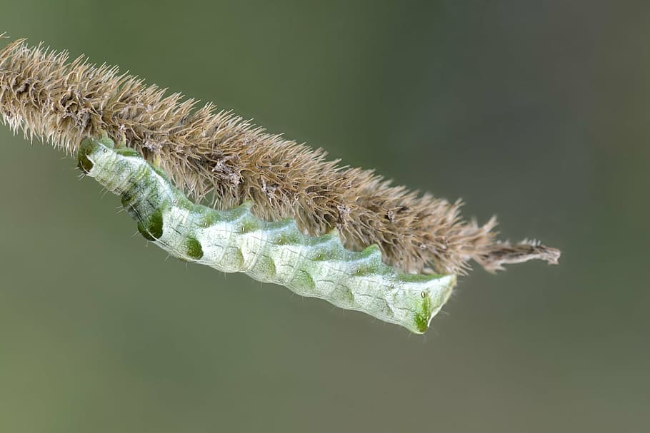 Гусеница природа. Caterpillar insect. Лапки для насекомого гусеницы.