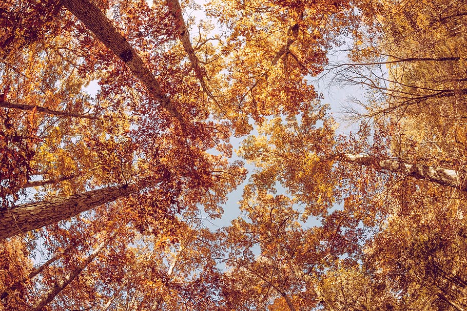 trees, leaves, branches, fall, autumn, sky, nature, outdoors, tree, plant
