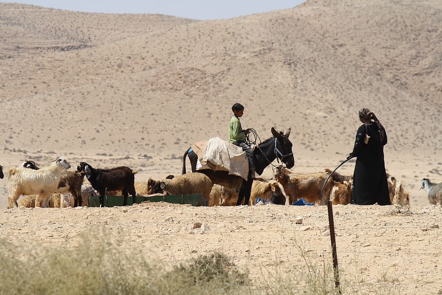Desierto, beduino, cabra, mamífero, doméstico, al aire libre, animales de granja, rural, ganado, rancho