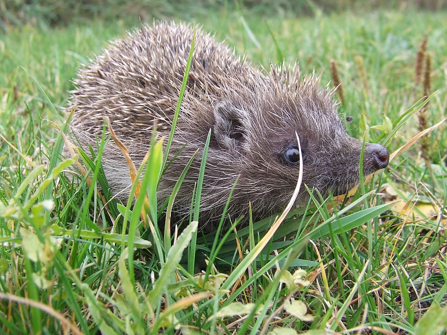 is from, hedgehog, thorns, animal, poke, grass, mammal, wildlife, rodent, nature