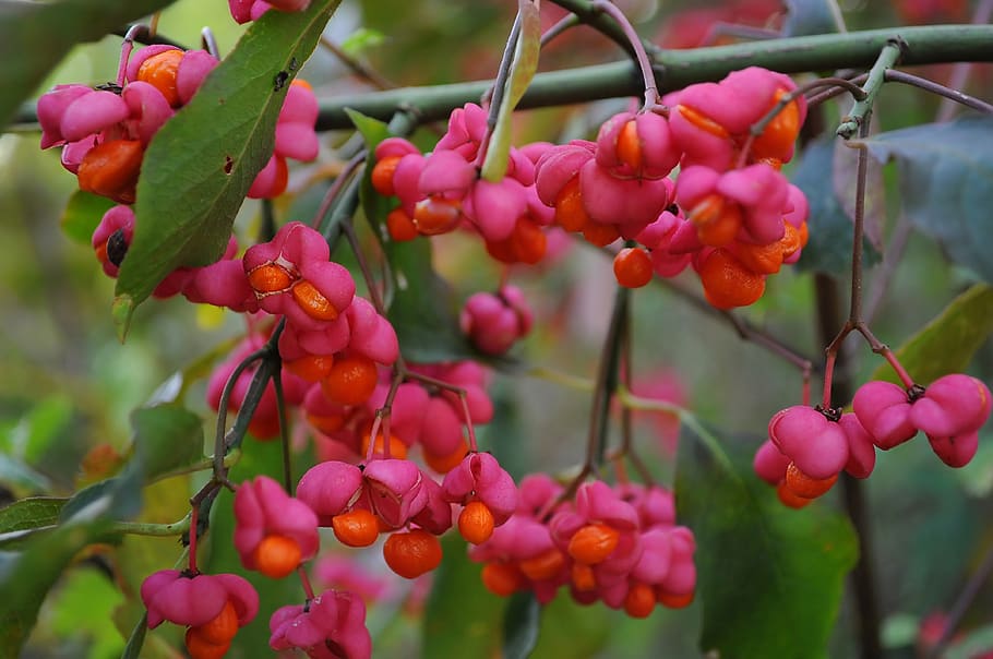 buah merah muda, Euonymus, Berry, spindle, botanica, merah, pohon, semak, musim gugur, cerah
