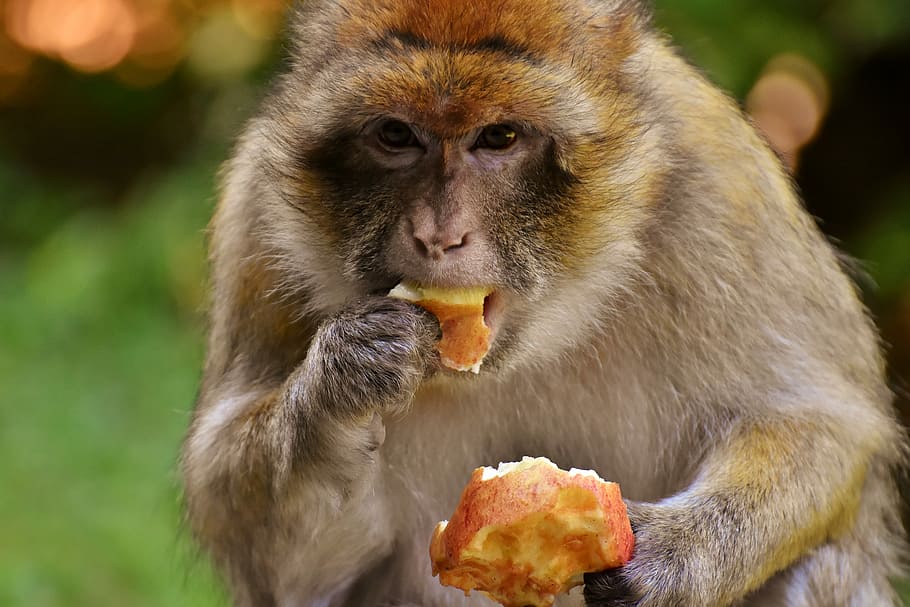 коричневый, обезьяна, принимать пищу, фрукты, Варварская обезьяна, есть, яблоко, исчезающие виды, Обезьяний горный салем, животное