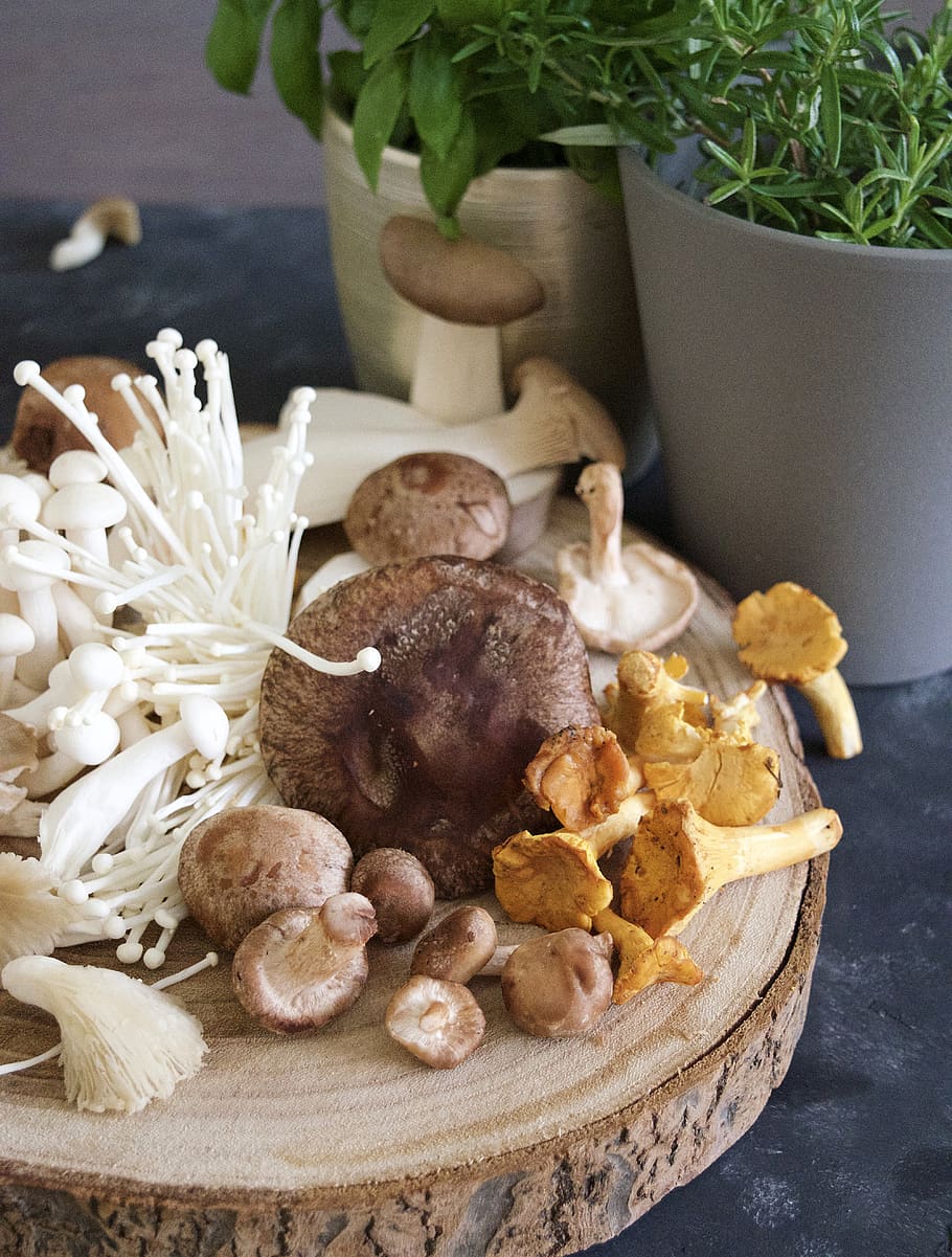 mushroom, fungus, mushrooms, shiitake, girole, enoki, bhuna shimeiji, oyster mushrooms, food, freshness