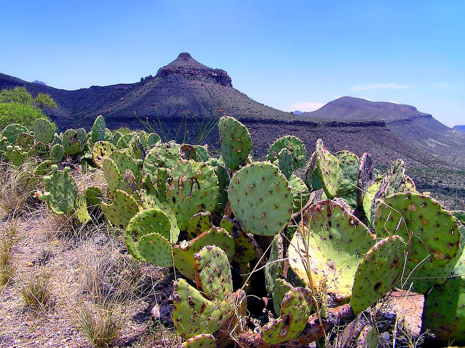 big bend, texas, landscape, scenic, cactus, cacti, mountains, summer, spring, nature