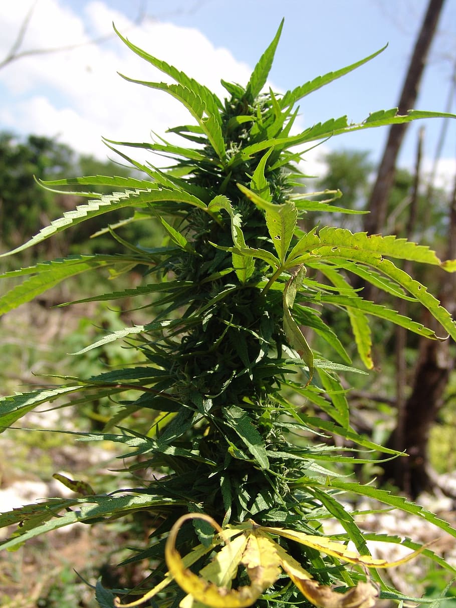 cannabis, planta, erva daninha, tóxico, folhas, fumo, cânhamo, crescimento, cor verde, natureza