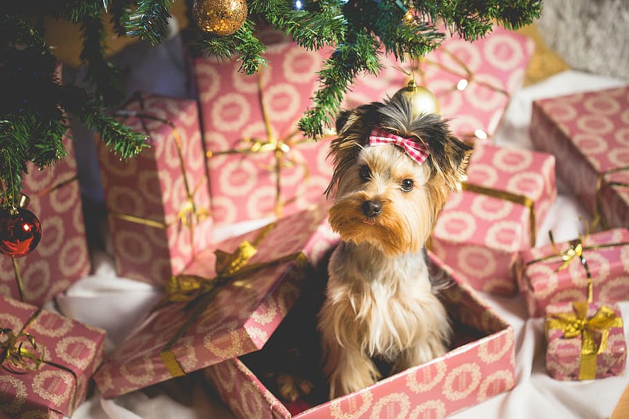 natal, sekarang, Lucu, Anak Anjing, Hadiah Natal, Kejutan, malam natal, desember, anjing, hadiah
