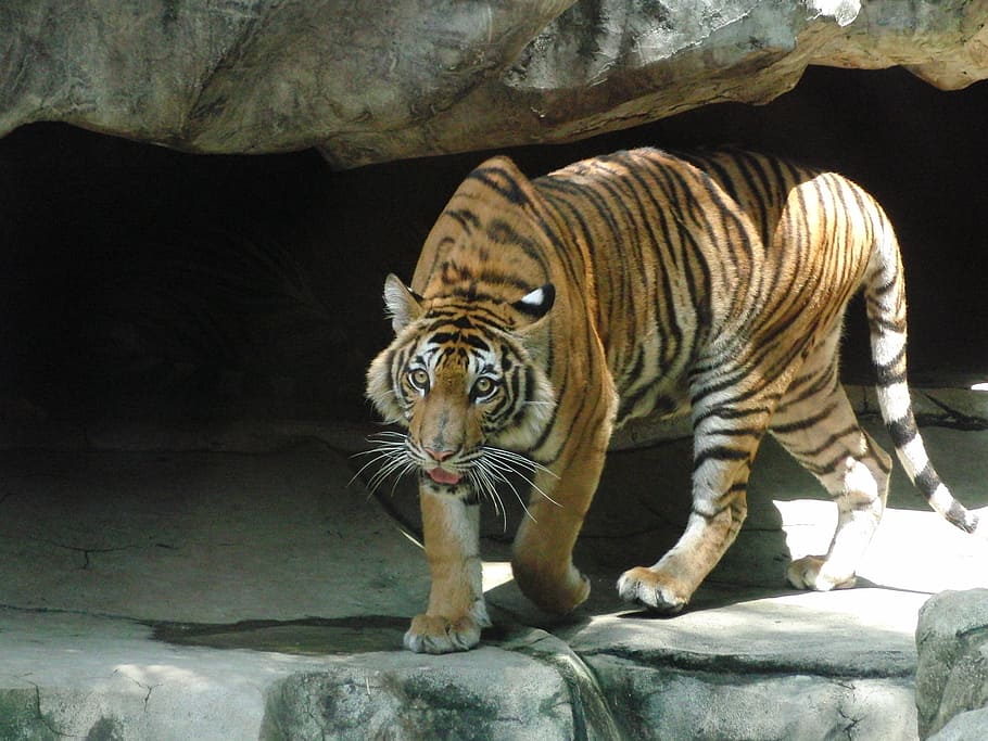 インドネシアのトラ プレデター インドネシア語 タイガー 危険な動物 危険 ビュー 動物園 猛獣 危険な獣 Pxfuel